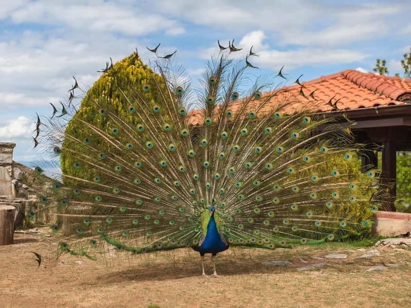 Ohrid & Traditional Village: Private Tour from Tirana/Durres - Key Points / Takeaways