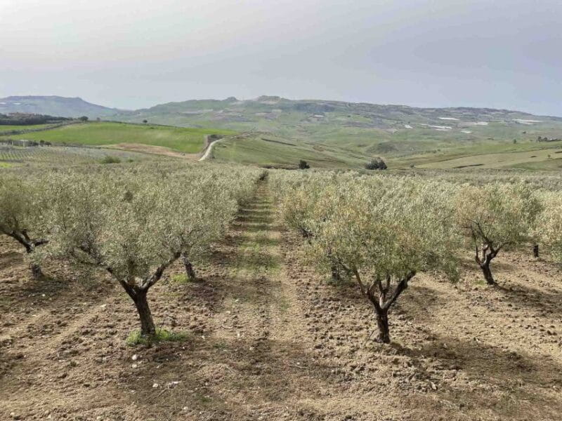 Oil and food tasting in the province of Agrigento - FAQs