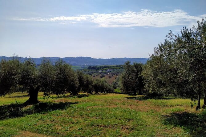 Oil Mill Private Tour with Guided Oil Tasting - Discovering the Heart of Olive Oil Production in Abruzzo