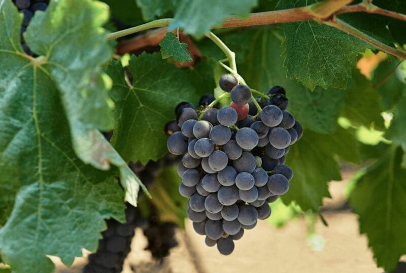 Oil & Wine Tasting - Discover the Charm of Sicily Through Oil & Wine Tasting