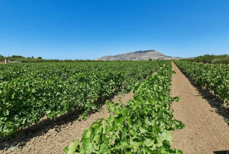 Oil & Wine Tasting - Key Points / Takeaways