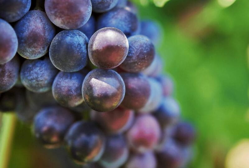 Oil & Wine Tasting - Price and Logistics