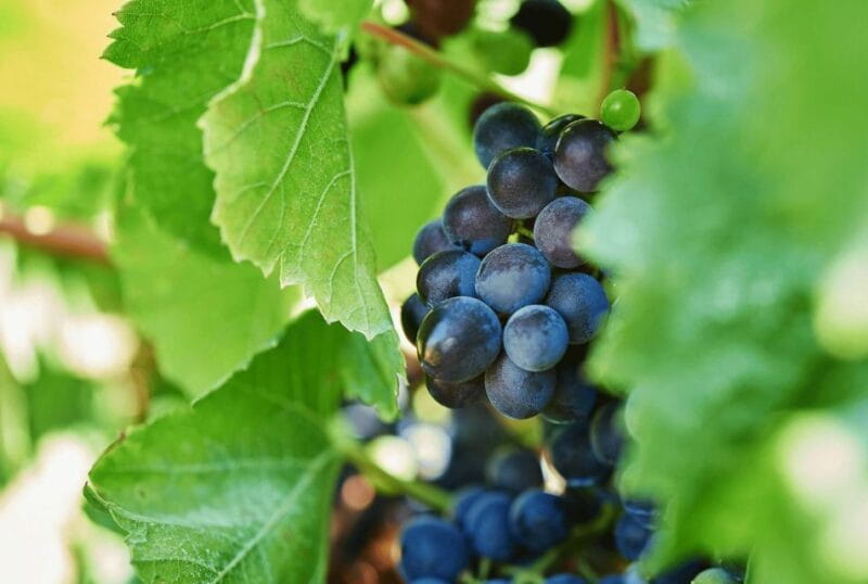 Oil & Wine Tasting - Who Should Consider This Tour?