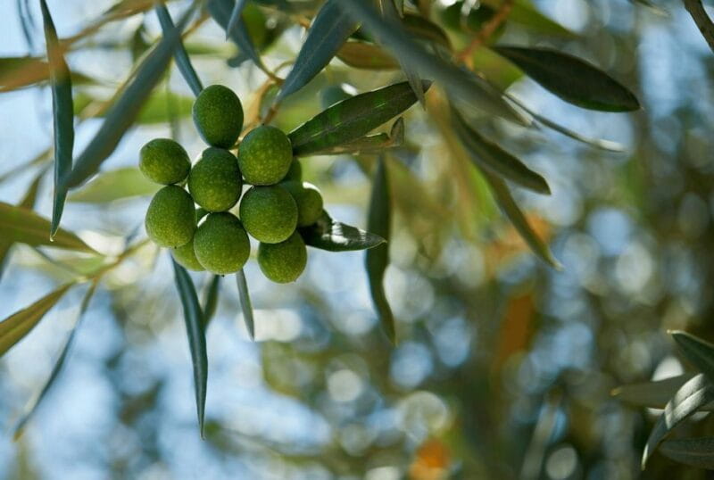 Oil & Wine Tasting - The Sum Up