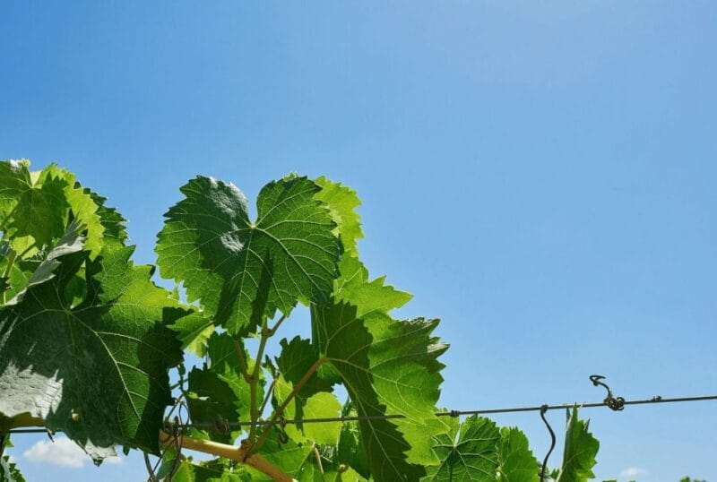 Oil & Wine Tasting - FAQ Section