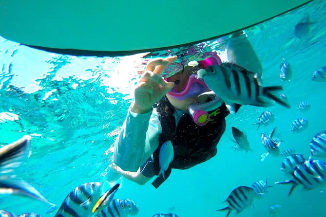 OK From 2 Years Old! / Sea Picnic & Snorkel - Review Highlights