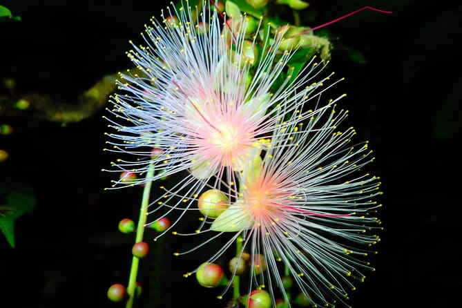 Okinawa Iriomote Sagaribana Watching Tour June to August Only - Cancellation Policy