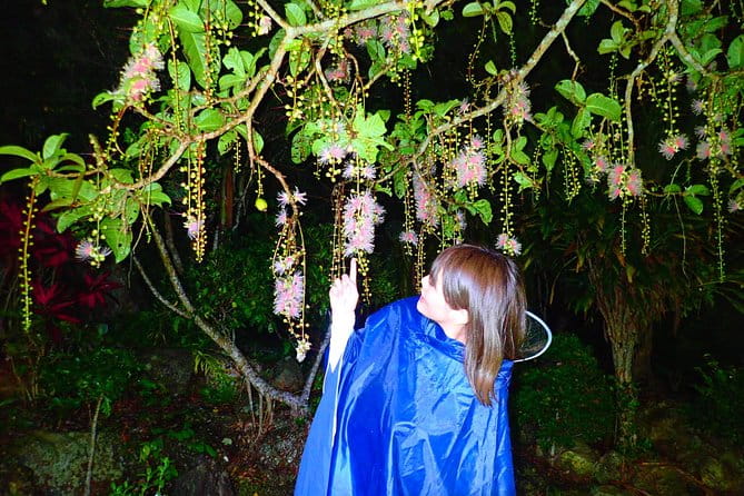 Okinawa Iriomote Sagaribana Watching Tour June to August Only - The Sagaribana Flower