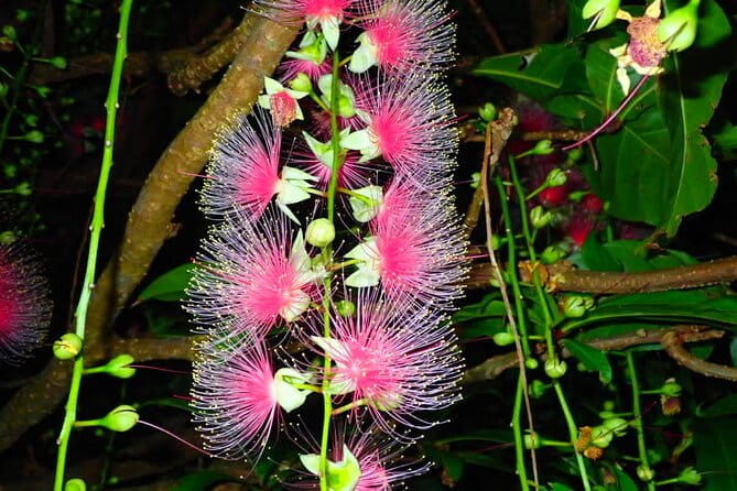 Okinawa Iriomote Sagaribana Watching Tour June to August Only - Best Time to Visit