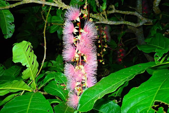 Okinawa Iriomote Sagaribana Watching Tour June to August Only - The Sum Up