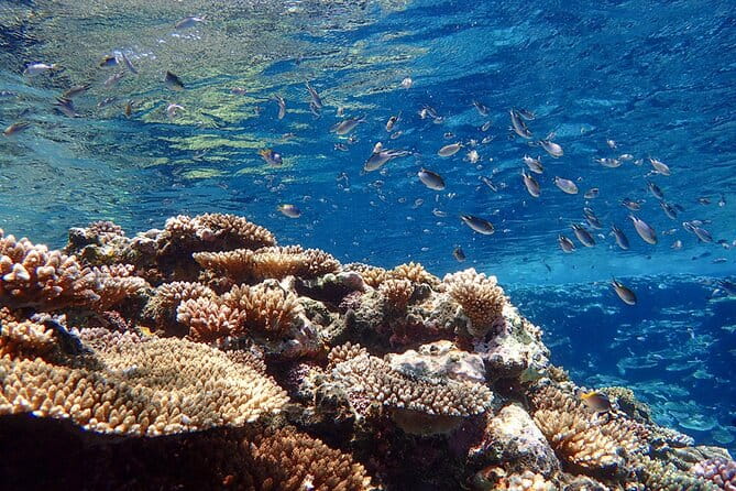 Okinawa Ishigaki Kabira Bay SUP or Canoe and Blue Cave Snorkeling - Meeting and Pickup Arrangements