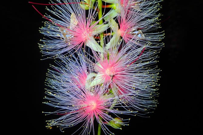 Okinawa Ishigaki Sagaribana Watching Tour June to August Only - Key Points