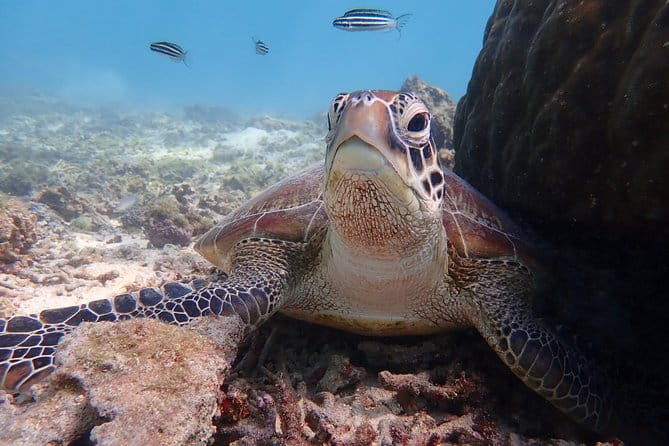 Okinawa Miyako Beach SUP or Canoe and Sea Turtle Snorkeling - Snorkeling With Sea Turtles