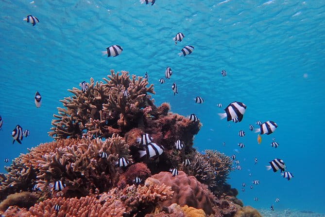 Okinawa Miyako Beach SUP or Canoe and Sea Turtle Snorkeling - Pricing and Lowest Price Guarantee