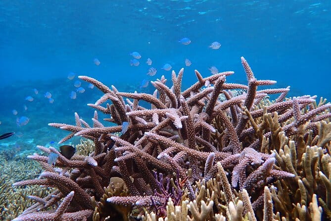 [Okinawa Miyako] Natural Aquarium! Tropical Snorkeling With Colorful Fish! - Participant-Only Benefits