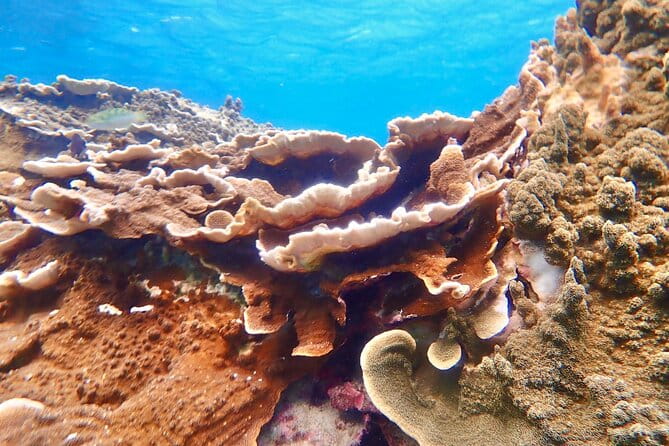 [Okinawa Miyako] Natural Aquarium! Tropical Snorkeling With Colorful Fish! - Getting to the Meeting Point