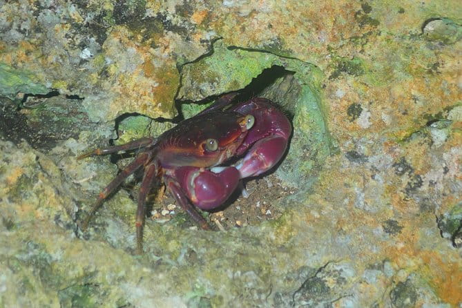 Okinawa Miyako Star Gazing and Subtropical Jungle Night Tour - Customer Feedback