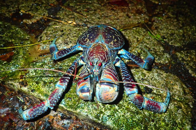 Okinawa Miyako Star Gazing and Subtropical Jungle Night Tour - Stargazing in Miyakojima