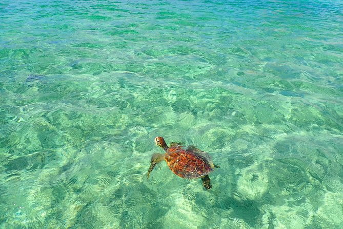 [Okinawa Miyako] SUP / Canoe + Sea Turtle Snorkeling !! (Half-Day Course) - Meeting and End Point