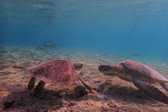 [Okinawa Miyako] Swim in the Shining Sea! Sea Turtle Snorkeling - Exploring the Marine Life