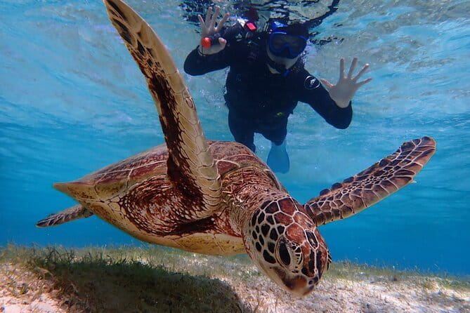 [Okinawa Miyako] Swim in the Shining Sea! Sea Turtle Snorkeling - Safety Considerations and Accessibility