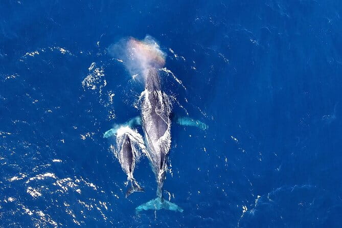 Okinawa Whale Watching From Naha - Key Points