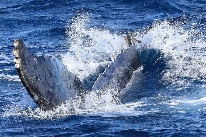 Okinawa Whale Watching From Naha - Meeting and Pickup Information