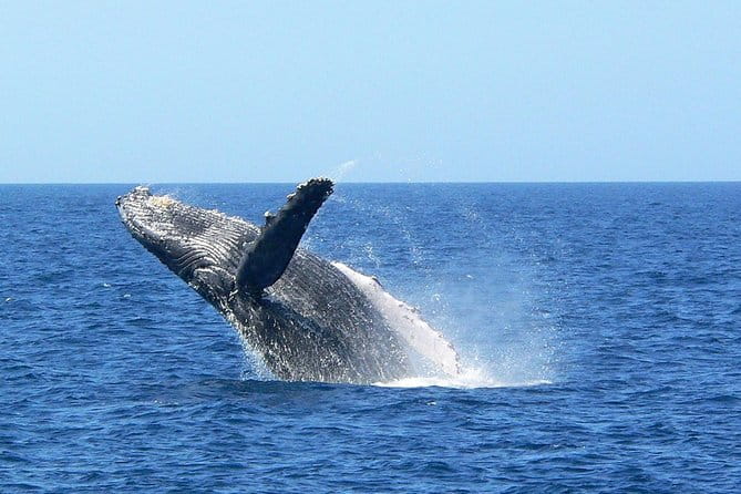 Okinawa Whale Watching From Naha - Participation Requirements and Refund Policy