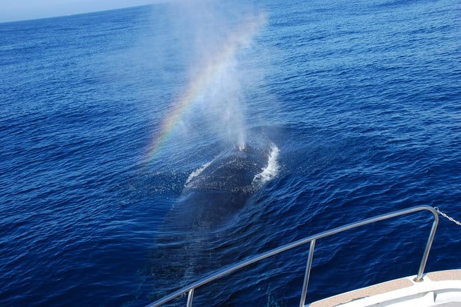 Okinawa Whale Watching From Naha - Whale Watching Season and Sightings
