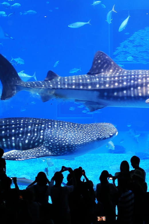 OkinawaSightseeing Bus ChuraumiAquarium/Ryukyu Village/Banta - Key Stops