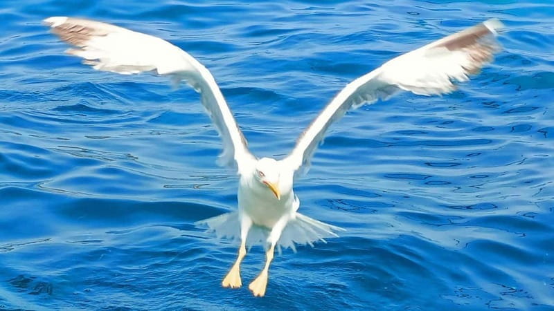 Olbia: Boat tour to watch Dolphins and snorkeling - Discover Sardinias Marine Magic with a Dolphin and Snorkeling Boat Tour