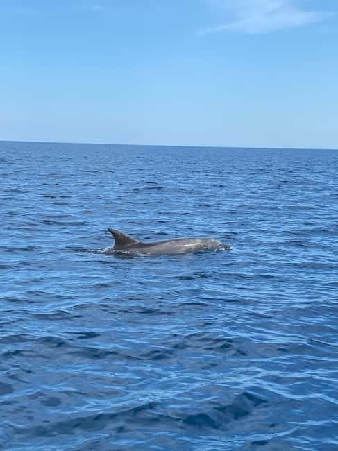 Olbia: Boat tour to watch Dolphins and snorkeling - Key Points / Takeaways