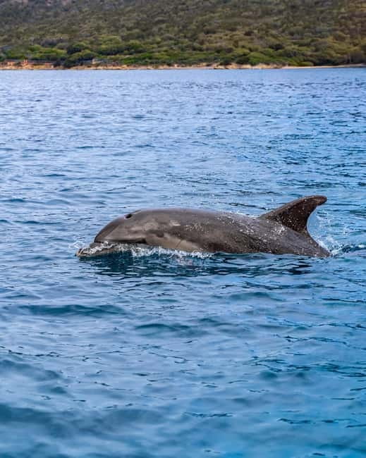Olbia: Boat tour to watch Dolphins and snorkeling - An Expert Guide and Authentic Sardinian Flavors