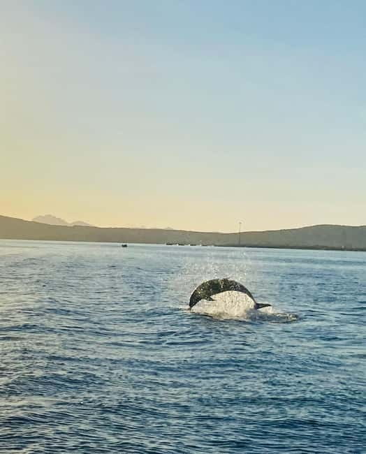 Olbia: Boat tour to watch Dolphins and snorkeling - FAQ