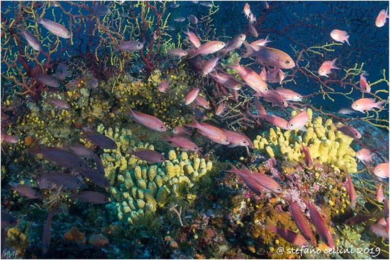 Olbia: Diving in Tavolara Marine Park in Sardinia - The Sum Up