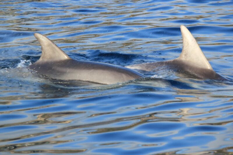 Olbia: Dolphin Watching and Snorkeling Boat Tour - An Up-Cclose Look at the Olbia Dolphin and Snorkeling Adventure