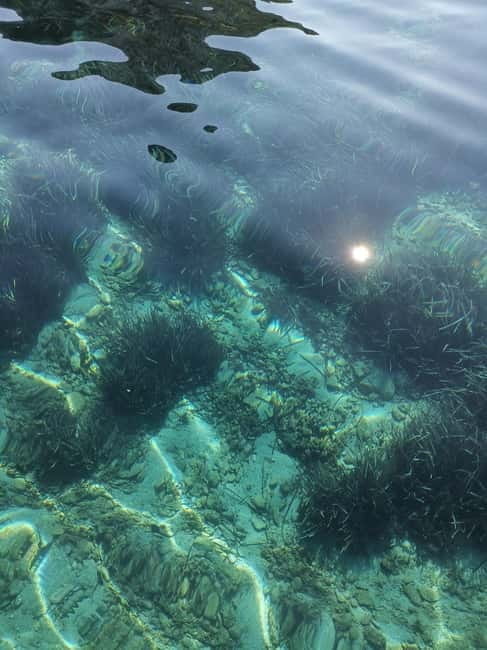 Olbia: Dolphin watching and snorkeling tour on Figarolo Island - Key Points / Takeaways