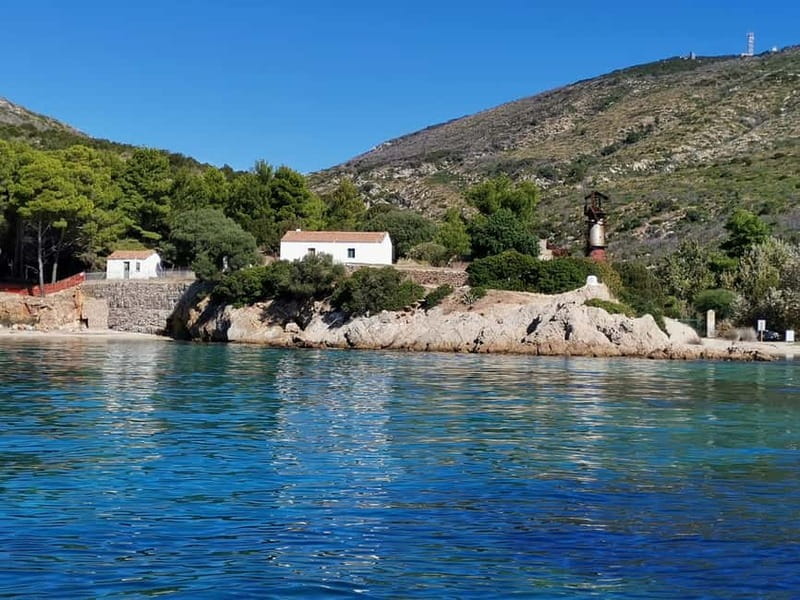 Olbia: Dolphin watching and snorkeling tour on Figarolo Island - The Value of a Small, Well-Organized Tour