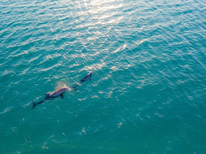 Olbia: Dolphin Watching & Snorkeling Boat Trip - Detailed Breakdown of the Itinerary