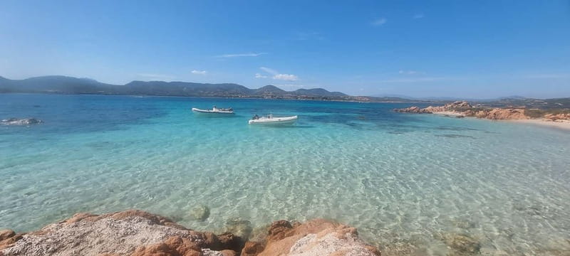 Olbia: Dolphin Watching & Swim with prosecco aperitif - Key Points/Takeaways