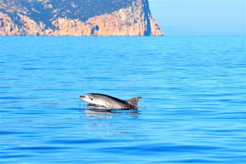 Olbia: Dolphin Watching Tour with Figarolo Island Snorkeling - Key Points and Takeaways