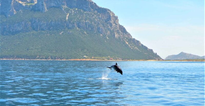 Olbia: Dolphin Watching Tour with Figarolo Island Snorkeling - Entering the Dolphin Habitat: What to Expect