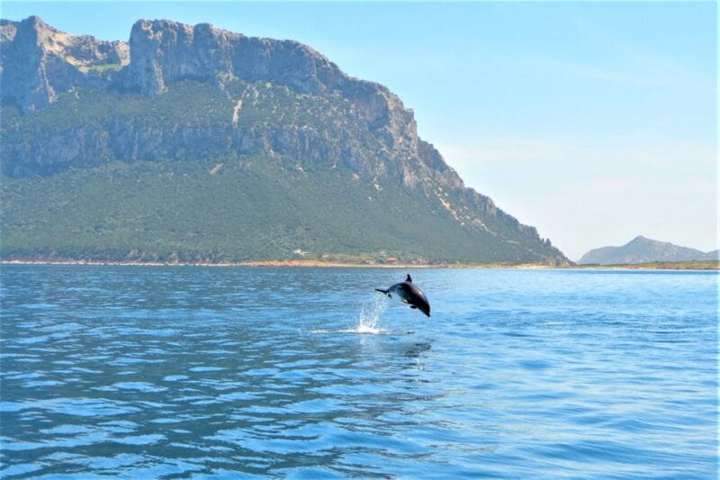 Olbia: Dolphin Watching Tour with Figarolo Island Snorkeling - Why This Tour Offers Value