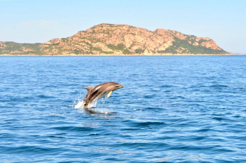 Olbia: Dolphin Watching Tour with Figarolo Island Snorkeling - Price and Logistics: Getting the Most Out of Your Day