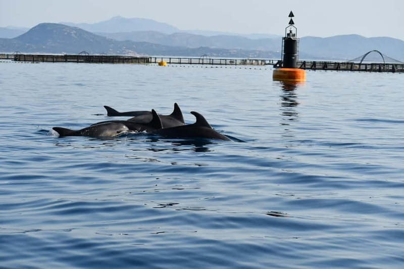 Olbia: : ecological boat trip for dolphin spotting - Key Points/Takeaways