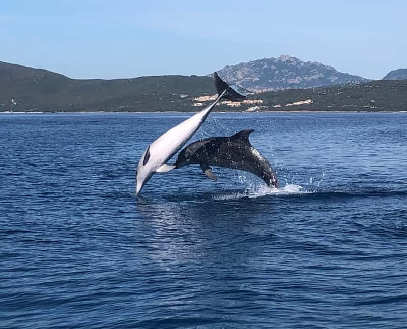 Olbia: : ecological boat trip for dolphin spotting - The Itinerary: What to Expect on This Dolphin Safari