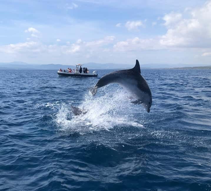 Olbia: : ecological boat trip for dolphin spotting - Price and Logistics: What to Know