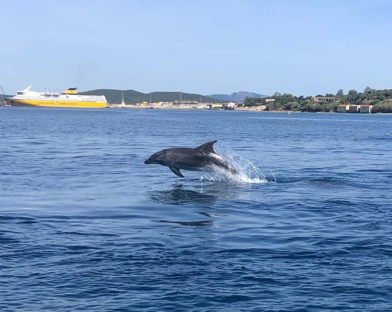 Olbia: : ecological boat trip for dolphin spotting - Frequently Asked Questions