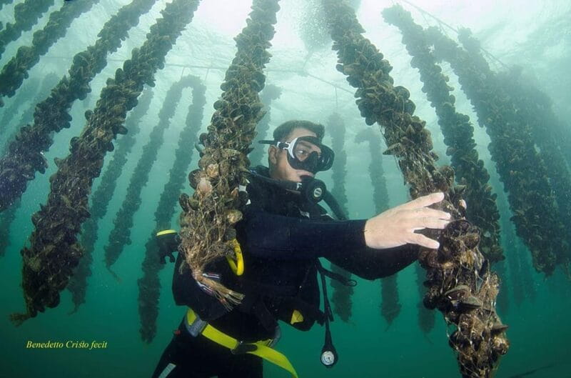 Olbia: Gulf of Olbia boat tour - FAQ