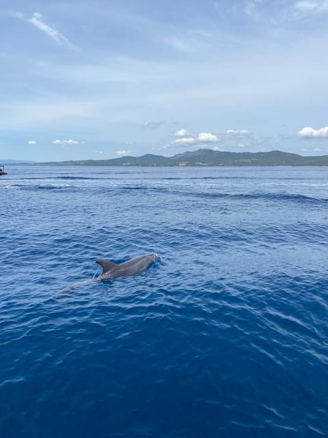 Olbia: Sunset and dolphin watching - Frequently Asked Questions